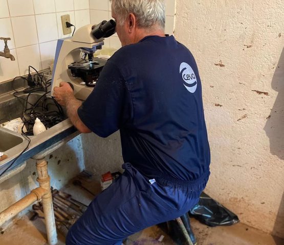 Andrológico em touros 🐄🐄#agropecuária #medvet #iatf💉📊🐄🐮 #nelore #angus #melhoramentogeneti (1)