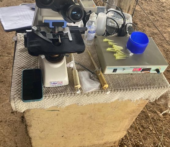 Andrológico em touros 🐄🐄#agropecuária #medvet #iatf💉📊🐄🐮 #nelore #angus #melhoramentogeneti (2)