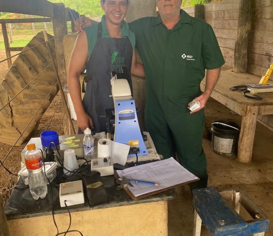 Andrológico em touros 🐄🐄#agropecuária #medvet #iatf💉📊🐄🐮 #nelore #angus #melhoramentogeneti