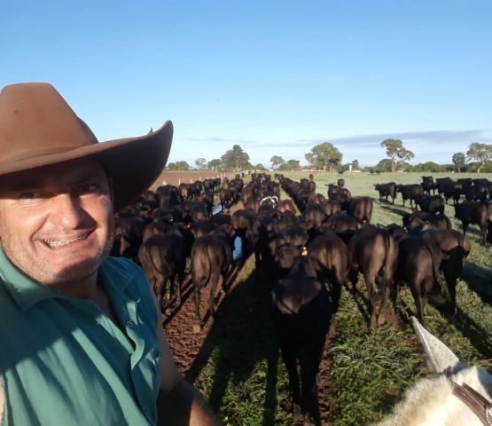 Catuaba na lida no Góias 🐄#agropecuária #medvet #iatf💉📊🐄🐮 #nelore #angus #melhoramentogenet